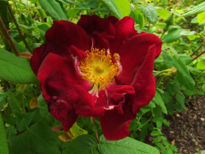 Sonja-Marie Blüte.JPG