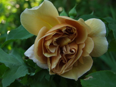 2020_0320JuniRosenRosen0030.JPG
