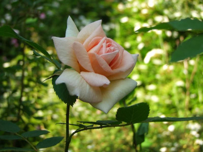 2020_0320JuniRosenRosen0048.JPG