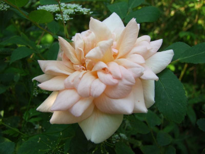 2020_0320JuniRosenRosen0050.JPG