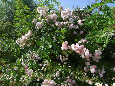 2020_0320JuniRosenRosen0057.JPG