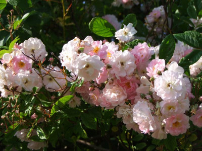 2020_0320JuniRosenRosen0056.JPG