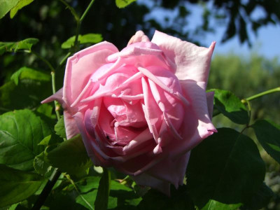 2020_0320JuniRosenRosen0107.JPG