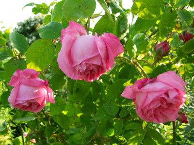 2020_0320JuniRosenRosen0119.JPG