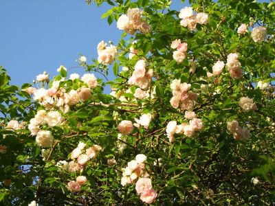 2020_0320JuniRosenRosen0133.JPG