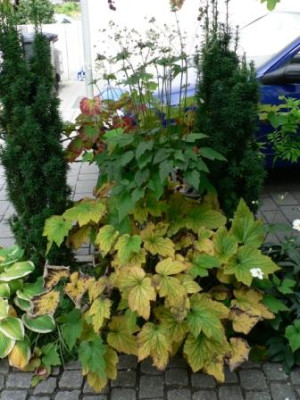 krankeHerbstanemone.jpg