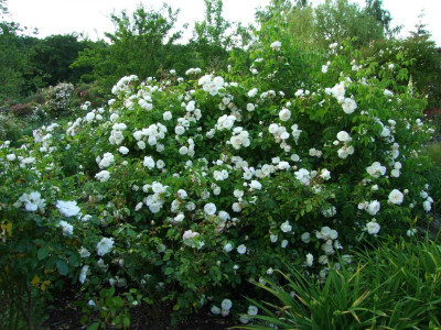 2020_0320JuniRosenRosen0193.JPG