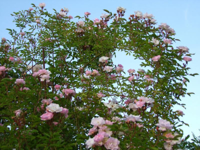 2020_0320JuniRosenRosen0212.JPG
