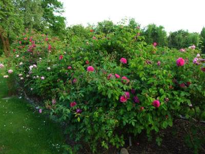 2020_0320JuniRosenRosen0169.JPG