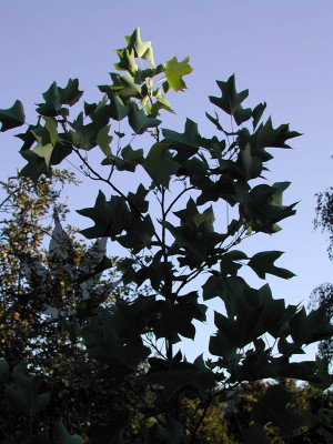 liriodendron_tulipifera_shi.jpg