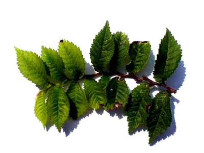 blatt.JPG