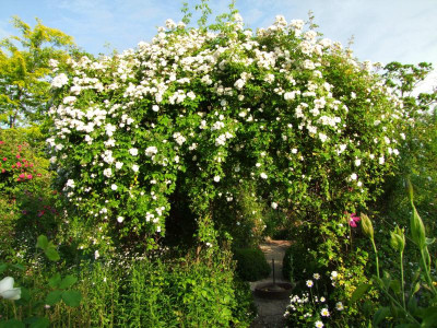 2020_0320JuniRosenRosen0120.JPG