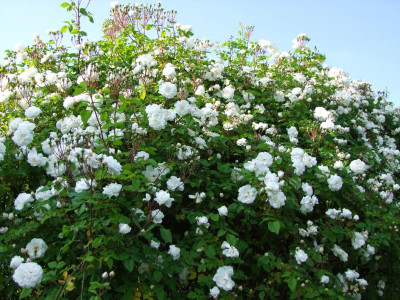 2020_0320JuniRosenRosen0115.JPG