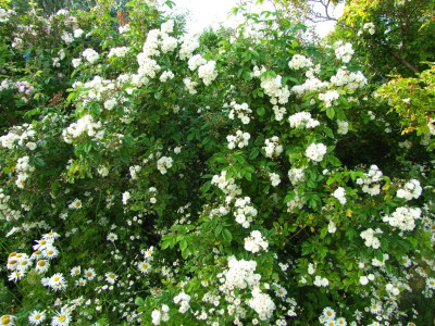 2020_0320JuniRosenRosen0127.JPG