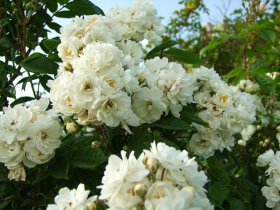 2020_0320JuniRosenRosen0128.JPG