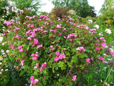 2020_0320JuniRosenRosen0153.JPG