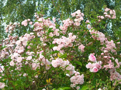 2020_0320JuniRosenRosen0150.JPG