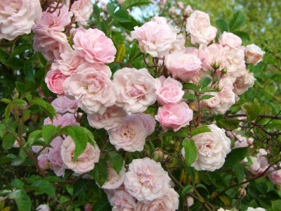 2020_0320JuniRosenRosen0148.JPG