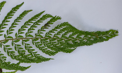 20200619_4.jpg