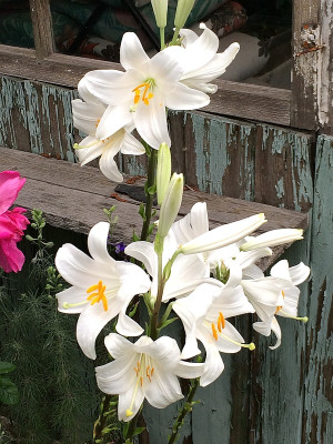 2020-06-19 Lilium candidum.jpg