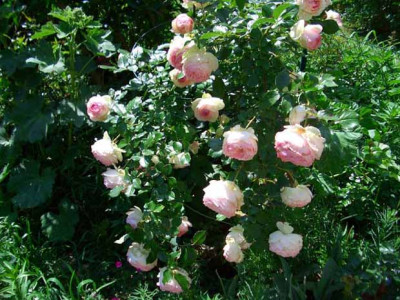 Edenrose2.jpg