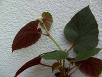 Begonia_grandis.jpg
