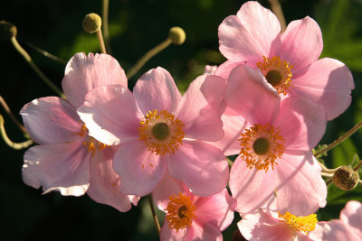 St_Anemone0807.jpg