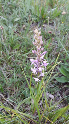 IMG-20200619-WA0052.jpeg