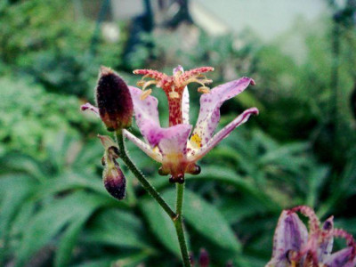 Tricyrtis_unbek.jpg