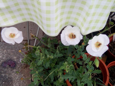 Passende Tischdecke.jpg