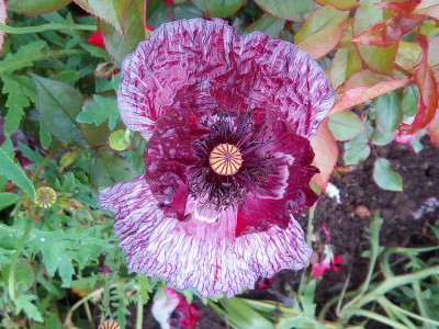 seltsamer Mohn.jpg