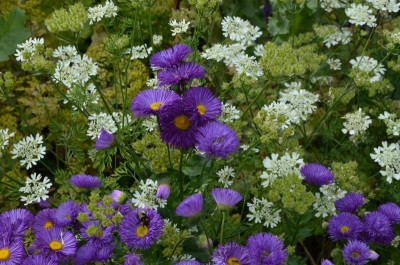 Erigeron-Dominator.20-1.jpg