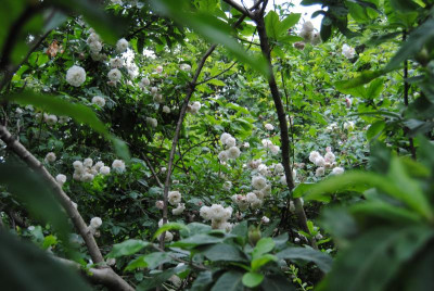 DSC_0938.JPG