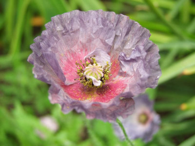 2020_0322JuniMitte0048.JPG
