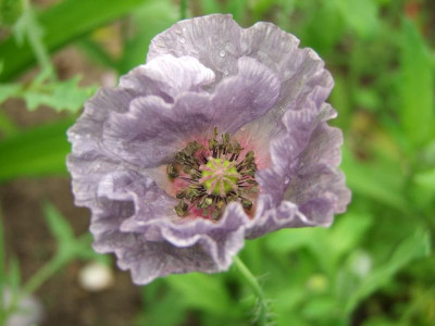 2020_0322JuniMitte0049.JPG