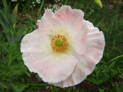2020_0322JuniMitte0073.JPG