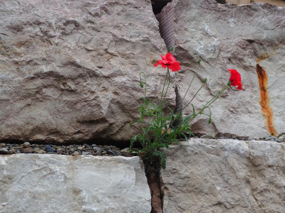 Mohn beim Nachbar P6150013.JPG