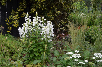 Campanula_latifolia_macrantha-Alba.20-1.jpg