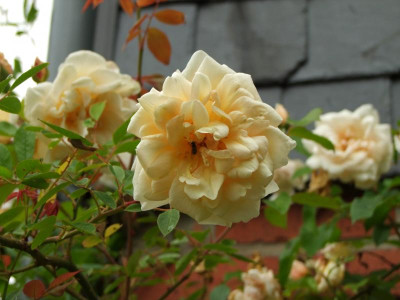 2020_0322JuniMitte0016.JPG