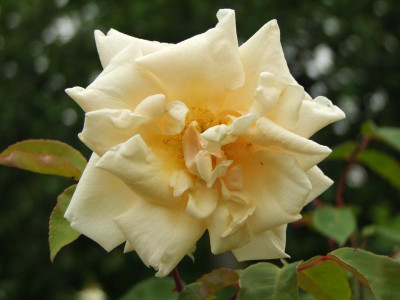 2020_0322JuniMitte0059.JPG