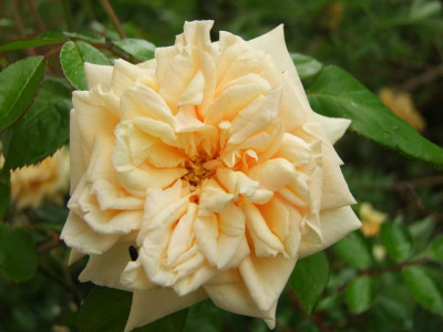 2020_0322JuniMitte0007.JPG