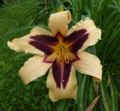 Hemerocallis 'Wild Horses' 200620.jpg