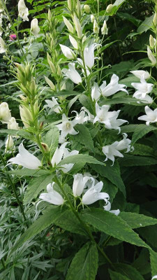 C. macrantha Alba 1.JPG