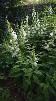 C. macrantha Alba 2.JPG