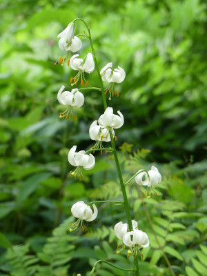 2020-06-20 Lilium martagon 'Album'.jpg