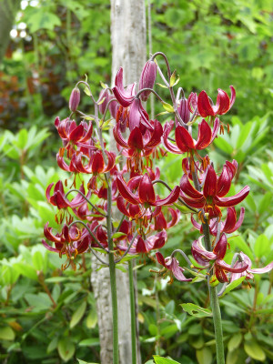 2020-06-20 Lilium martagon 'Claude Shride' 1.jpg