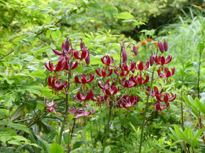 2020-06-20 Lilium martagon 'Claude Shride' 3.jpg