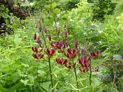 2020-06-20 Lilium martagon 'Claude Shride' 5.jpg