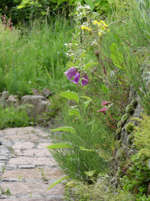 2020-06-20 Gartenimpressionen 1.jpg