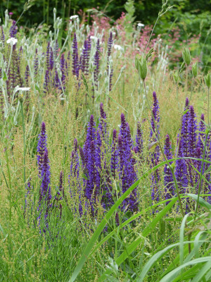 2020-06-20 Gartenimpressionen 2.jpg
